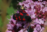 Six-spot-Burnet-on-Marjoram
